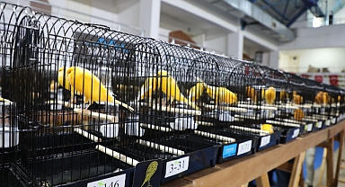 Dünyanın En Büyük Kanarya Yarışması Balıkesir’de