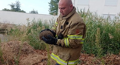 Kapı Parmaklıklarına Sıkışan Kirpi İtfaiye Ekiplerince Kurtarıldı   