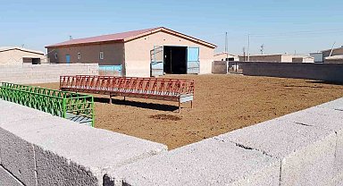 Konya'da ağıla giren kurt koyunları telef etti