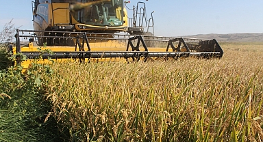 Manyas’ta Çeltik Hasadına Başlandı   