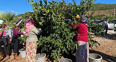 Narenciye bahçelerinde hasat dönemi başladı