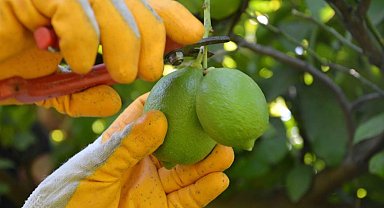 Ortaca'da limon hasadı başladı