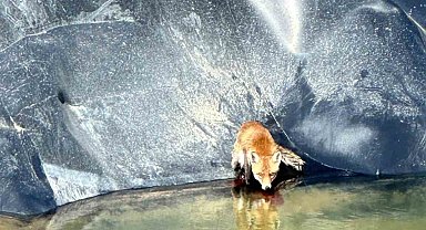 Silivri'de sondaj çukuruna düşen tilkiyi itfaiye ekipleri kurtardı