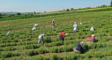 Tıbbi ve aromatik bitkilerin hasadı başladı