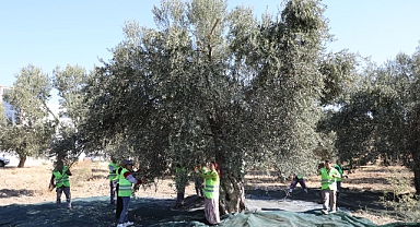 Zeytinin Başkenti Edremit’ten Sofralara