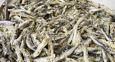 5 ton hamsiyi bedava dağıttılar