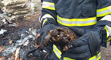 Alevlerin arasında kalan kaplumbağayı itfaiye kurtardı