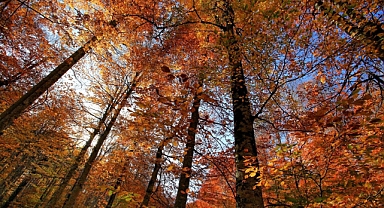 Balıkesir’de Sonbaharın Görsel Şöleni