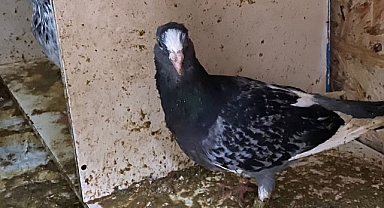 Bandırma’da Güvercin Hırsızlığı   