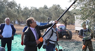 Başkan Arslan Öğrencilerle Zeytin Hasadı Yaptı
