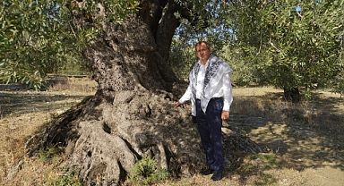  Başkan Ergin ‘Dünya Zeytin Ağacı Günü’nü Kutladı