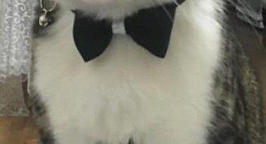 Bayrampaşa'da sahipli kedinin kaçırıldığı anlar güvenlik kamerasına yansıdı