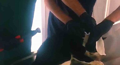 Boynuna boru parçası takılan kedinin imdadına yetiştiler