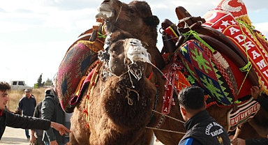Burhaniye’de Develer Havutlarını Giydi