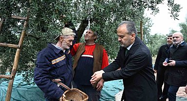 Bursa'nın zeytininde hasat vakti