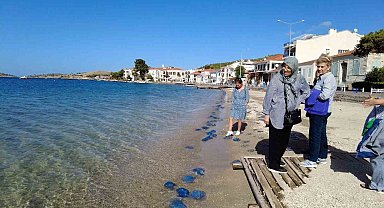 Foça plajlarında denizanası istilası: Yüzlercesi kıyıya vurdu