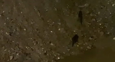 Gönen Çayı’nda Sürüklenen Su Samurları Yollarını Kaybetti