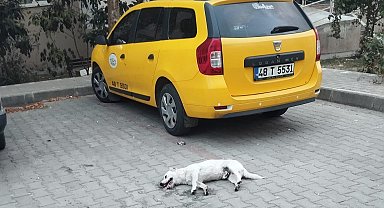 Köpeğin zehirlendiği iddiası
