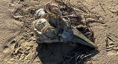 Pinaların Ölümü Endişeye Neden Oldu !