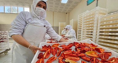 Tarladan İhracata, Sındırgı’nın Kapya Biberleri Jeotermalle Kurutuluyor 