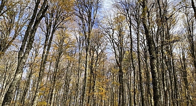 Balıkesir'de Ulus Dağı Sonbaharın Renklerine Büründü