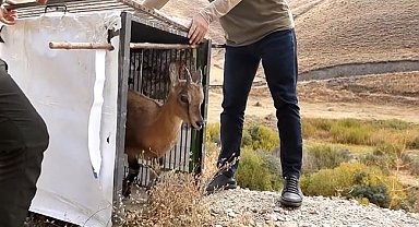 Yavru yaban keçisi ailesine kavuştu