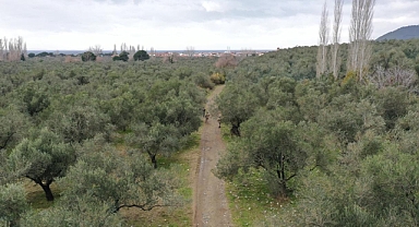 Balıkesir'de Zeytin Hırsızlarına Geçit Yok