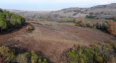 Balıkesir’e 261 Dekarlık Bal Ormanı Yapılacak 