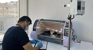 Bandırma’da Midesine Olta İğneleri Saplanan Kedi Hayata Tutundu