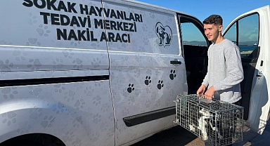 Bandırma’da Olta İğnesi Yutan Kedi Ameliyata Alındı