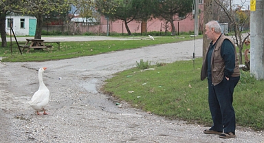 Bu Kaz Ezan Okununca Camiye Gidiyor