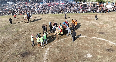 Burhaniye’de Deve Güreşleri Nefes Kesti
