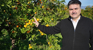 Coğrafi işaretli Havran Mandalinasında Hasat Zamanı