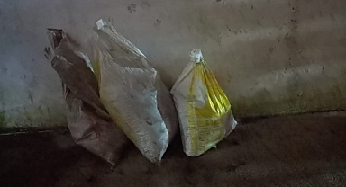 Jandarmadan Zeytin Hırsızlarına Gece Baskını