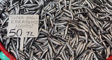 Karadeniz Hamsisinde Bolluk Yaşanıyor   