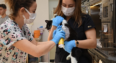 Olta iğnesi yutan kedi özgürlüğüne kavuştu