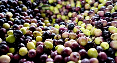 Sıfır Atık İle Zeytinyağı Üretmeyi Başardı