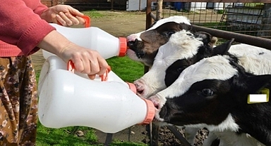 Süt Prim Ve Buzağı Desteği İçin Müracaat Etmeyi Unutmayın