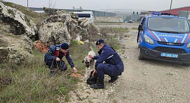 Balıkesir’de Can Dostlara Kış Desteği