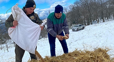 Balıkesir’de Karla Kaplı Ormanlarda Yaban Hayatını Koruma İçin Yiyecek Bırakma Çalışmaları