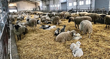 Balıkesir, Kaliteli Küçükbaş Üretiminde Öncü Konumda