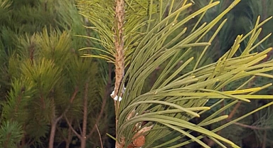 Balıkesir Orman Bölge Müdürlüğü, Kaliteli Karaçam ve Kızılçam Fidanlarını Geleceğe Taşıyan Aşılama İşlemine Başladı