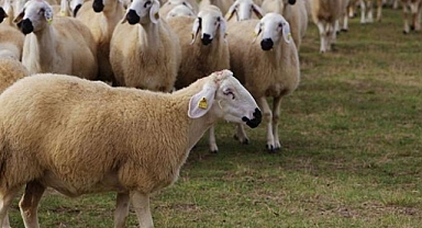 Çaldıkları Küçükbaş Hayvanları Satarken Yakayı Ele Verdiler