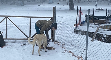 Sokak ve yaban hayvanlarına mama desteği 