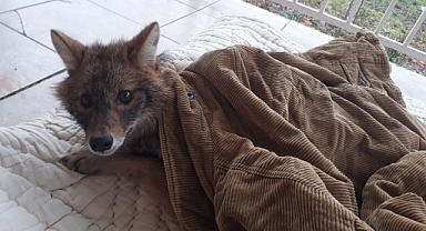 Yaralı Tilki Hayata Tutundu