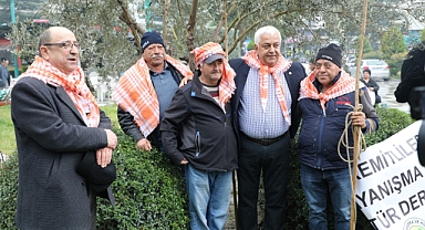 5. Edremit Zeytin Hasat Sonu Meci Şenliği Yapıldı