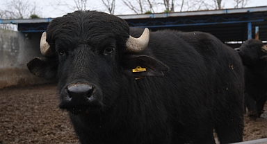 Büyükşehir, Balıkesir’i Manda Yetiştiriciliğinde Zirveye Çıkaracak