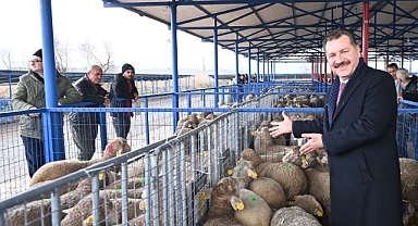 Büyükşehir, Sındırgı’da 550 Damızlık Dağıttı