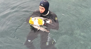 Dikkatli Dalgıç, Martının Hayatını Kurtardı