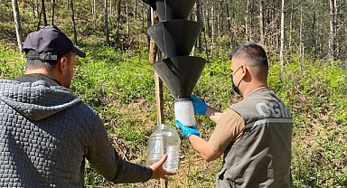 Balıkesir Orman Bölge Müdürlüğü, Sındırgı Ormanlarında Zararlı Böceklerle Mücadele Ediyor